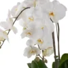 White Harmony 20254 White Harmony 20254