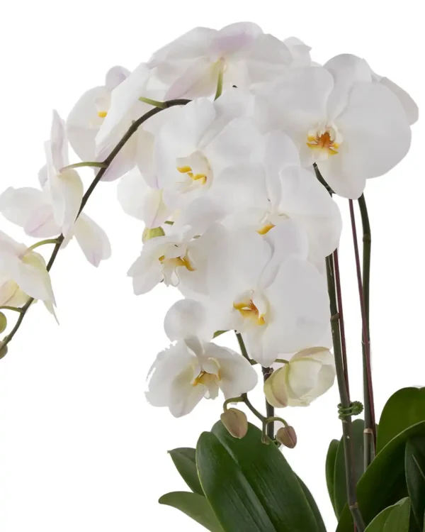 White Harmony 20254