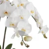 White Harmony 2025 3 White Harmony 2025 3