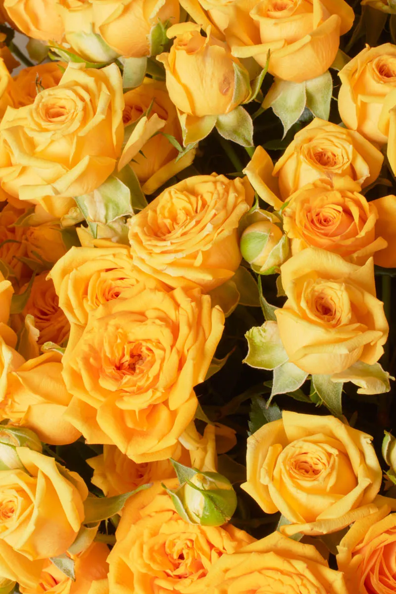 YELLOW BABE SUPERB JUNE 5 2023 2 YELLOW BABE SUPERB JUNE 5 2023 2
