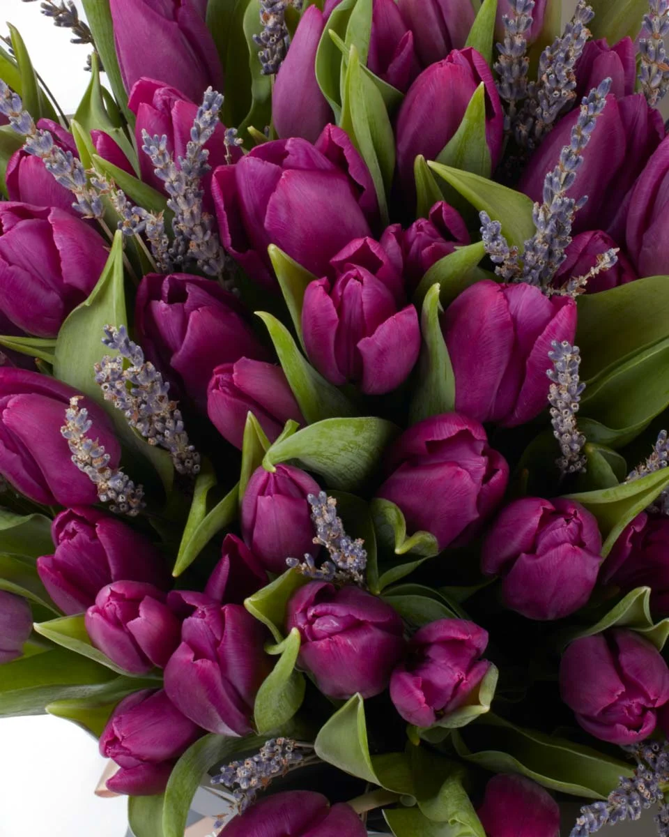 You Are My LavendIMG 1358 You Are My LavendIMG 1358
