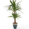 Yucca Plant JUNE 14 2023 Yucca Plant JUNE 14 2023