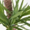 Yucca Plant JUNE 14 2023 2 Yucca Plant JUNE 14 2023 2