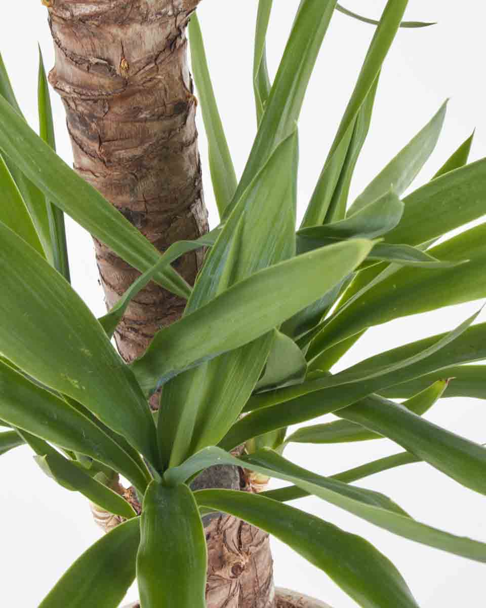 Yucca Plant JUNE 14 2023 2 Yucca Plant JUNE 14 2023 2