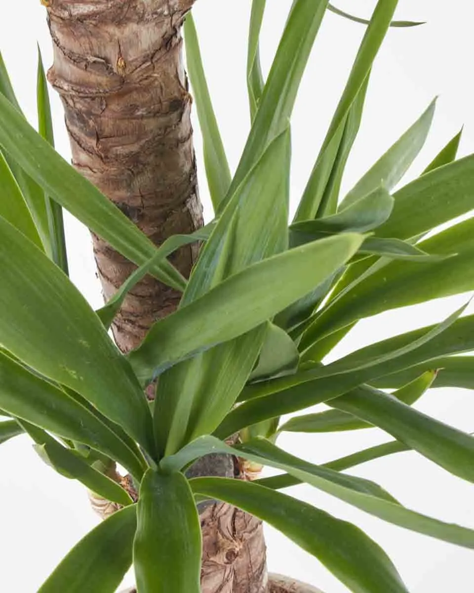 Yucca Plant JUNE 14 2023 2 Yucca Plant JUNE 14 2023 2