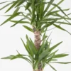Yucca Plant JUNE 14 2023 3 Yucca Plant JUNE 14 2023 3