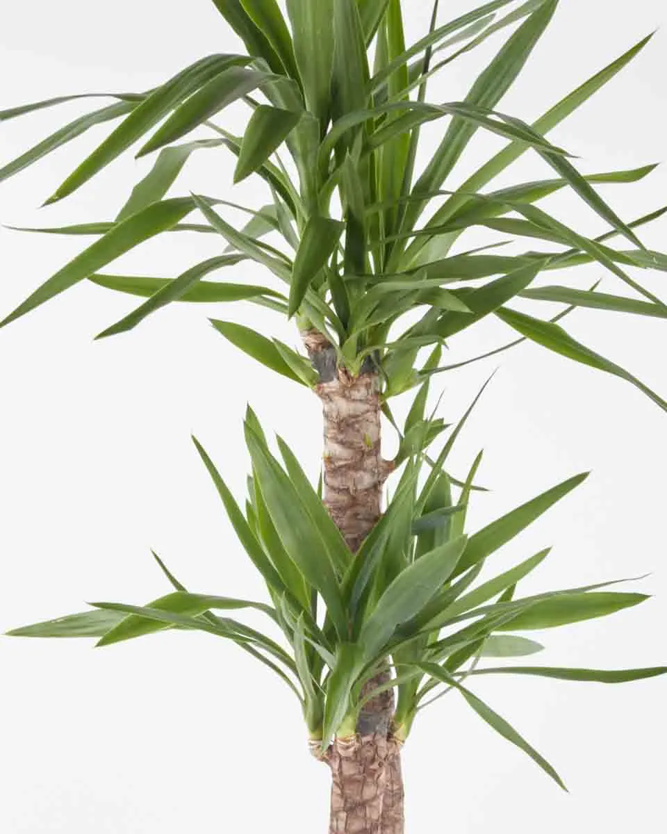 Yucca Plant JUNE 14 2023 3 Yucca Plant JUNE 14 2023 3