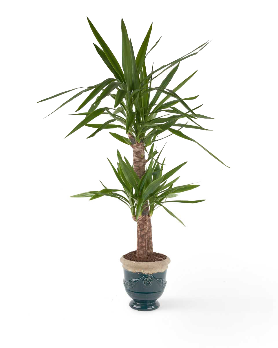Yucca Plant JUNE 14 2023 Yucca Plant JUNE 14 2023