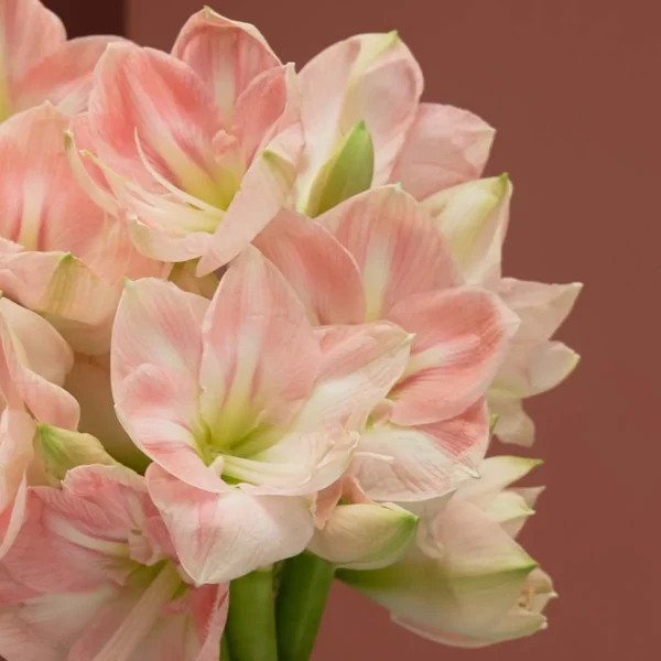 darling amaryllis detailed