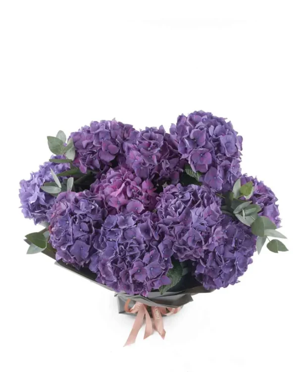 deep purple hydrabgea impressive