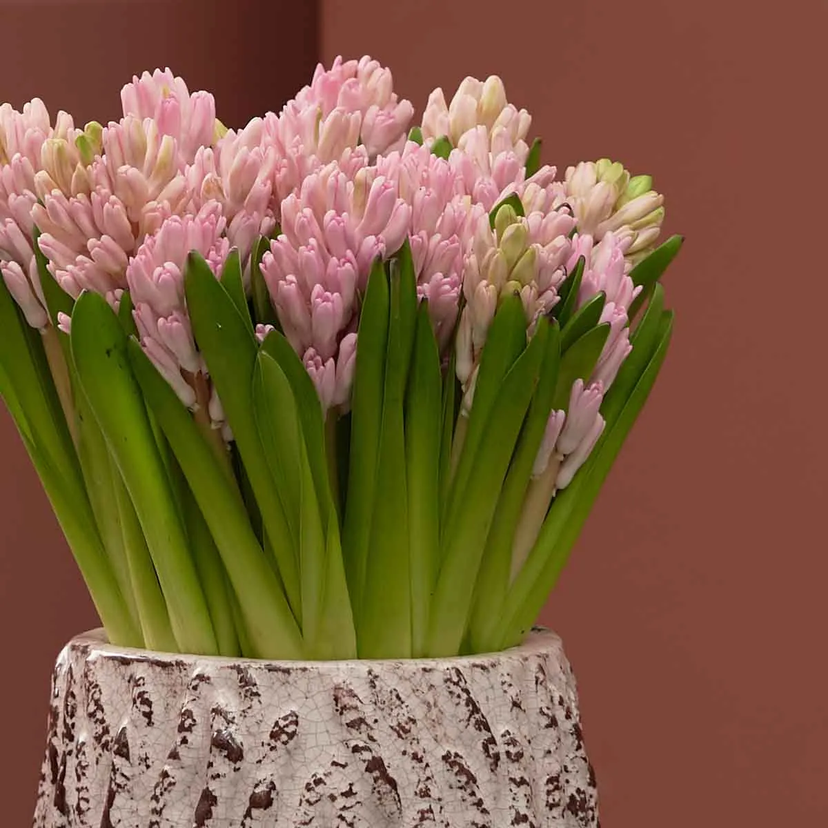 hyacinth detailed hyacinth detailed