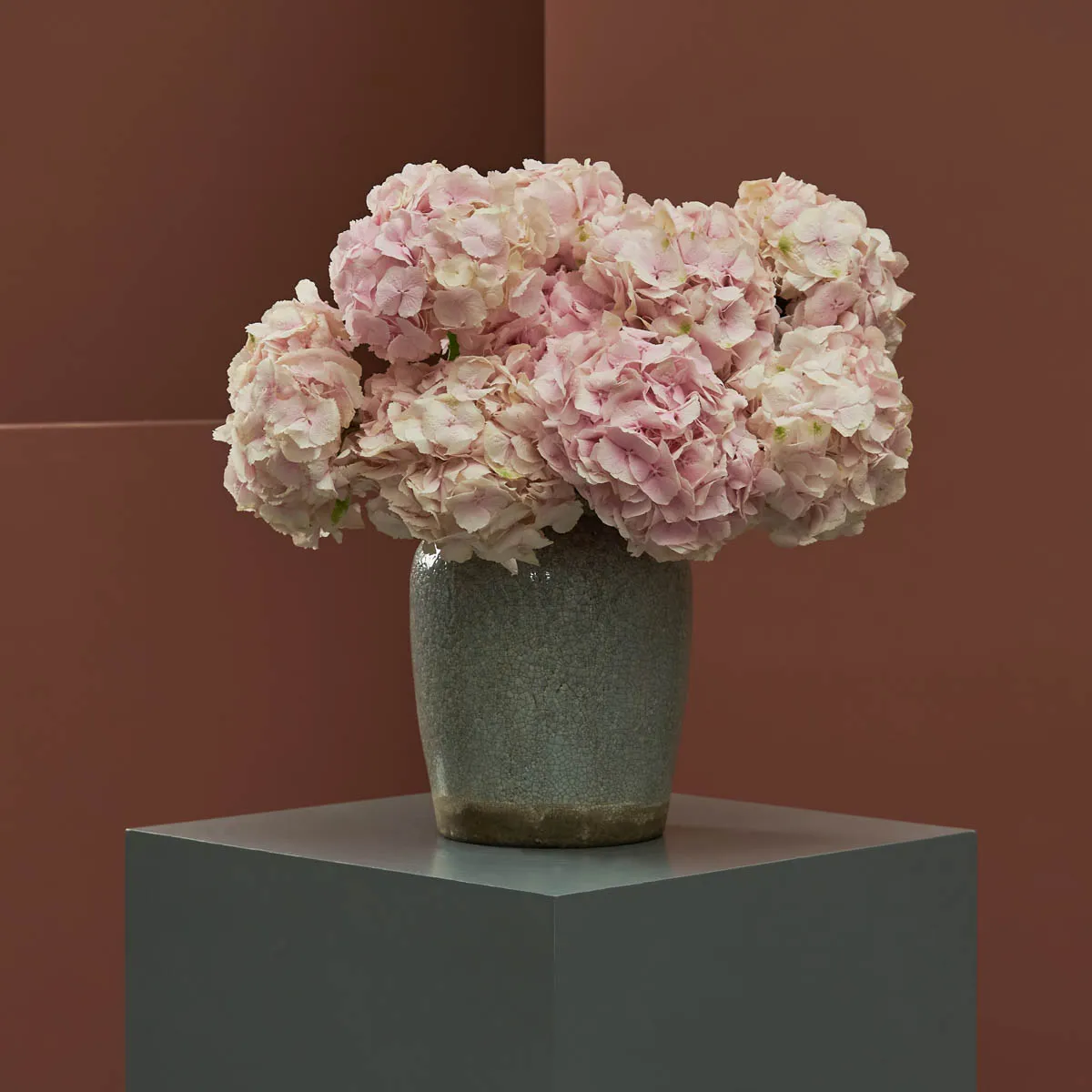 hydrangea blooms new vase hydrangea blooms new vase