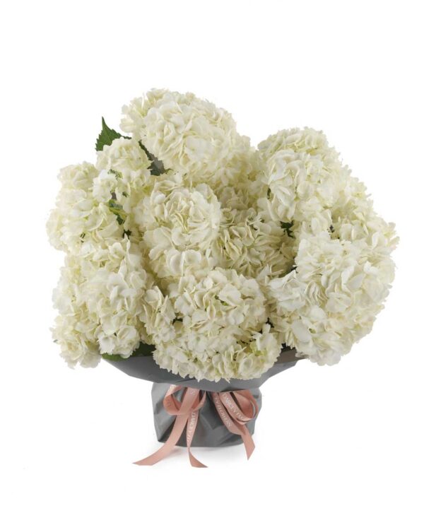 ivory dreams impressive