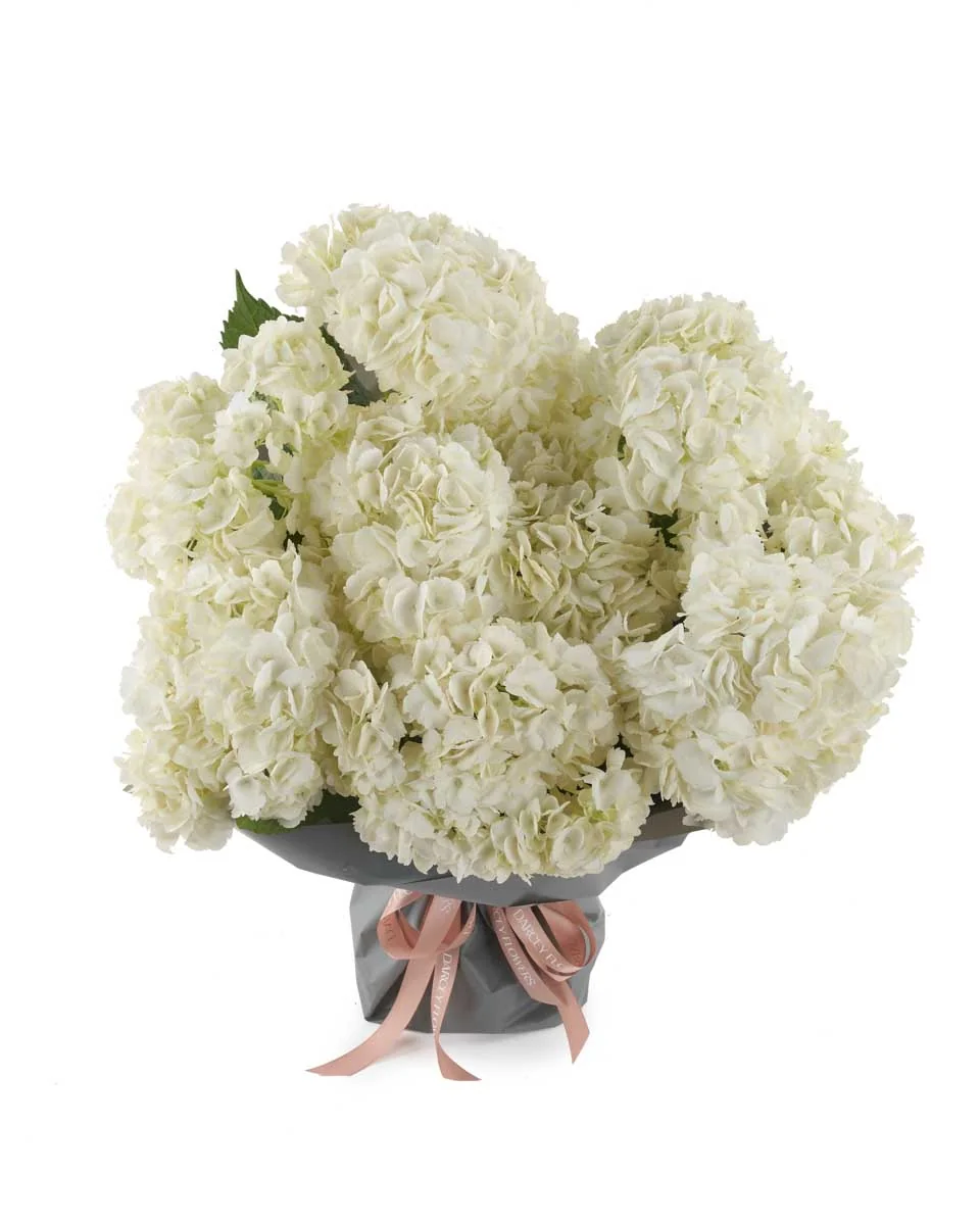 ivory dreams impressive ivory dreams impressive