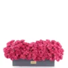 julieta cerise Medium NoMoon julieta cerise Medium NoMoon