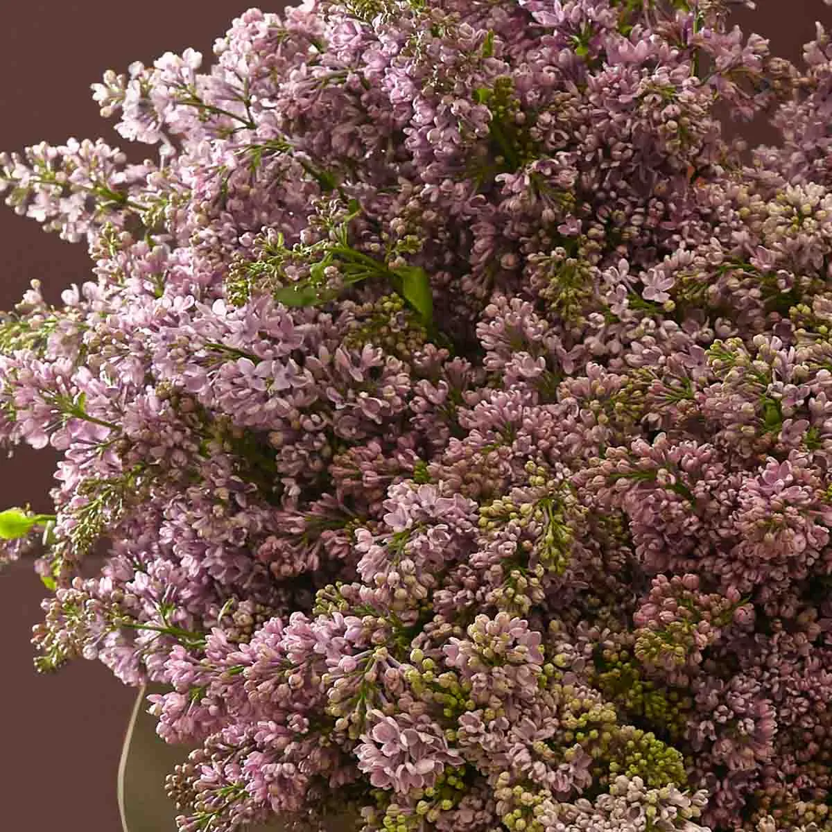 lilac dream detailed lilac dream detailed