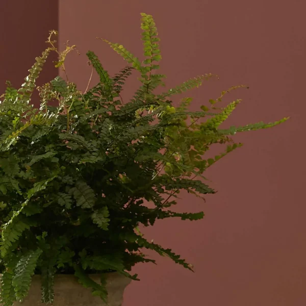 maidenhair fern detailed