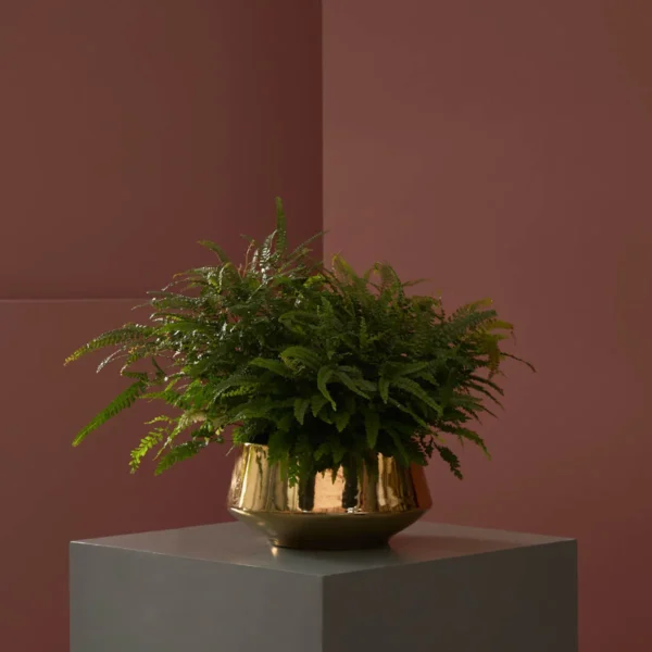 maidenhair fern on gold