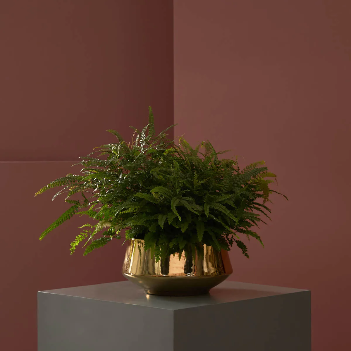 maidenhair fern on gold maidenhair fern on gold