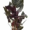 miss calathea detailed 3 1