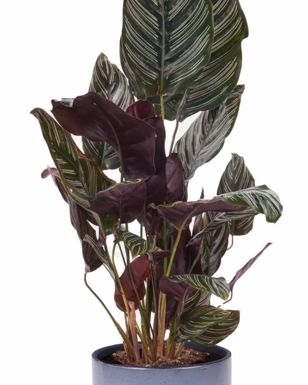 miss calathea detailed 3 1