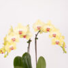 orchid dreams yellow detailed 1