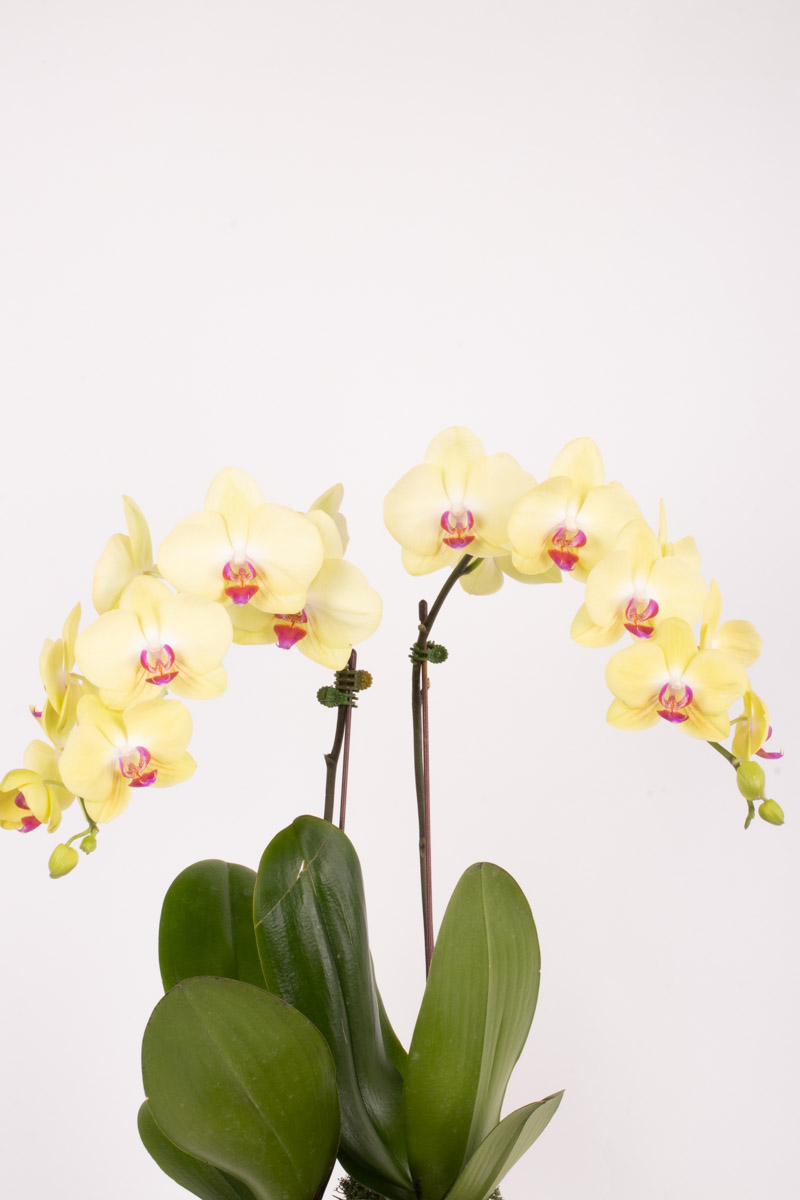 orchid dreams yellow detailed 1
