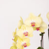 orchid dreams yellow detailed 2