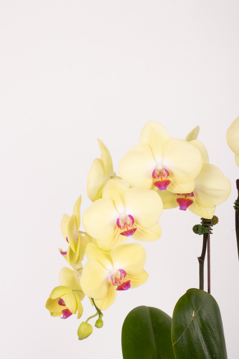 orchid dreams yellow detailed 2