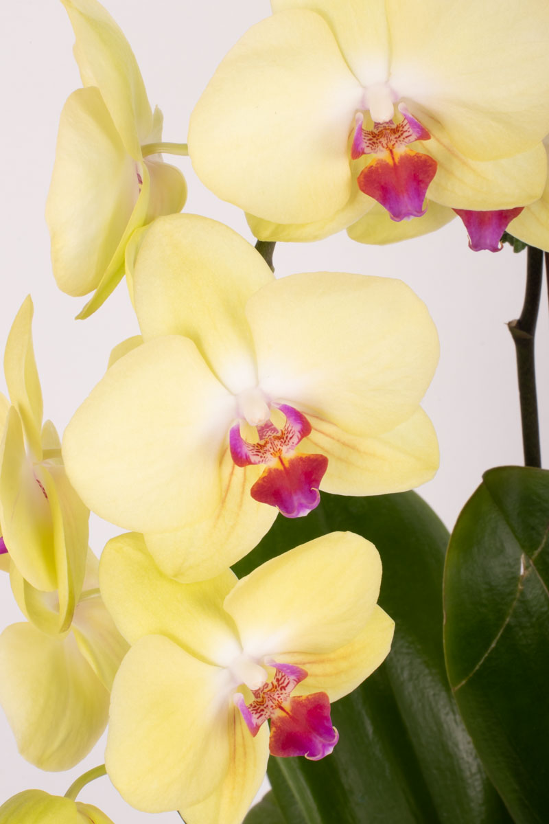 orchid dreams yellow detailed 3