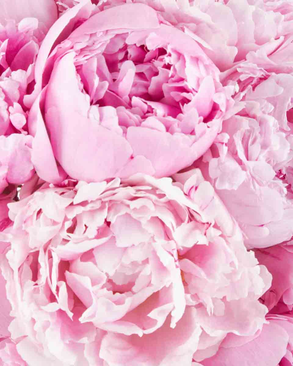 pink lovers JUNE 15 2023 2 pink lovers JUNE 15 2023 2