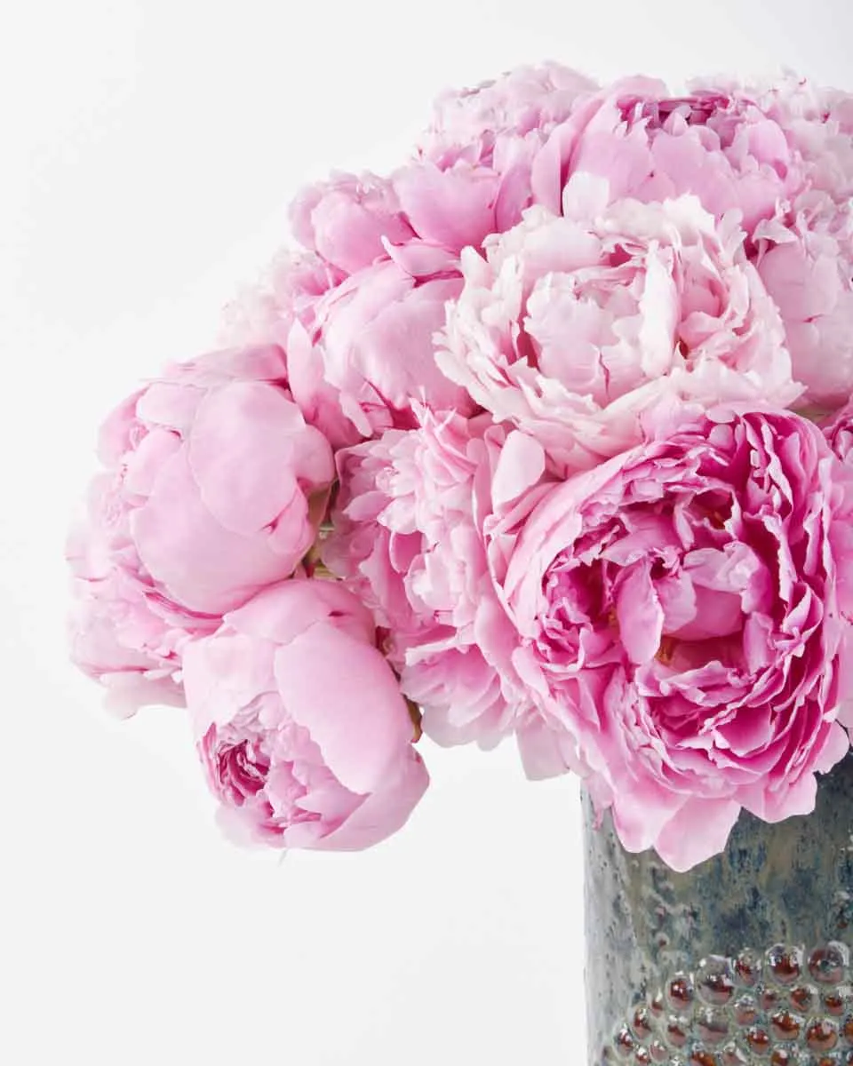 pink lovers JUNE 15 2023 3 pink lovers JUNE 15 2023 3