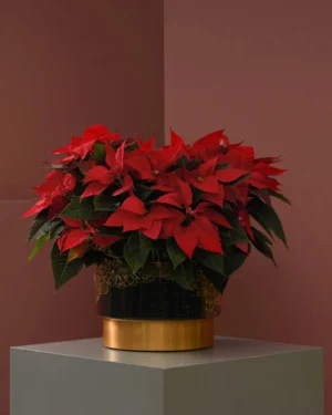 poinsettia galore