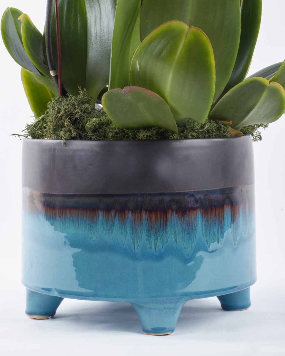 purple shade detailed 1 purple shade detailed 1