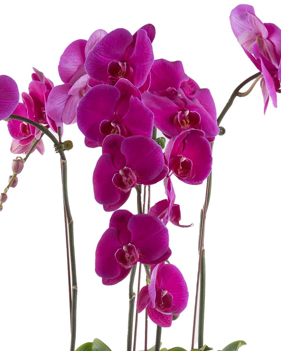 purple shade detailed 2 purple shade detailed 2