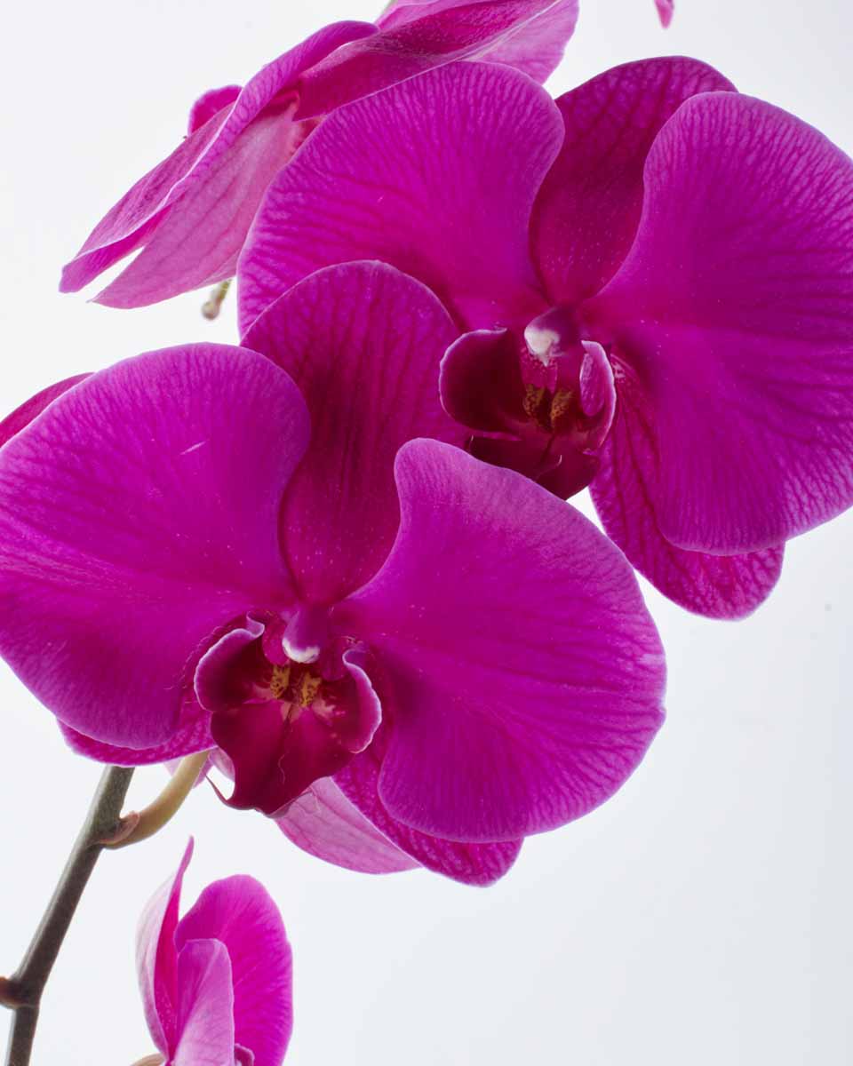 purple shade detailed 3 purple shade detailed 3