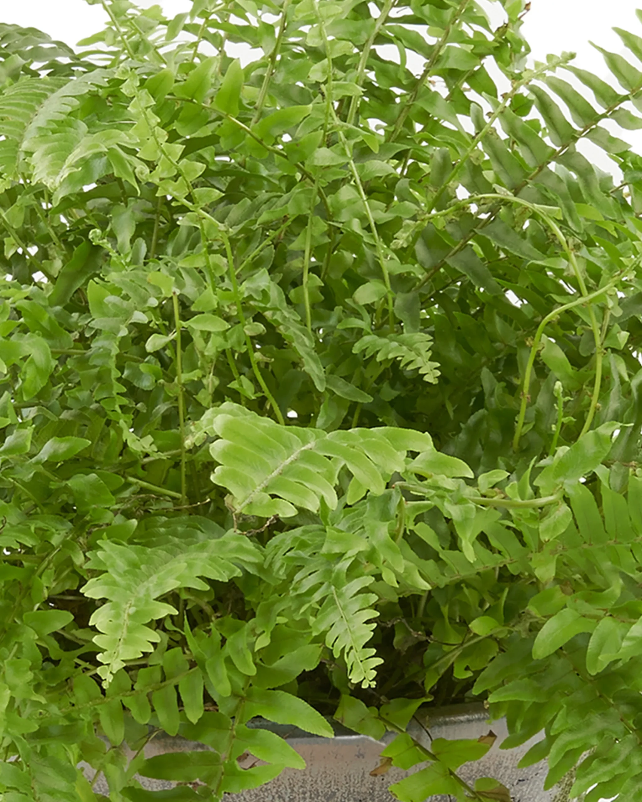 rainforest detailed 2 scaled 1 rainforest detailed 2 scaled 1