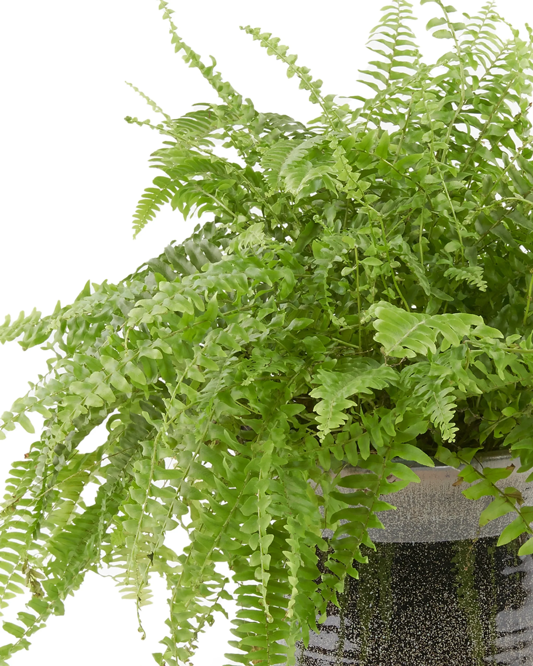 rainforest detailed 3 scaled 1 rainforest detailed 3 scaled 1