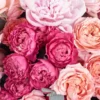 triple beauty detailed 2 triple beauty detailed 2