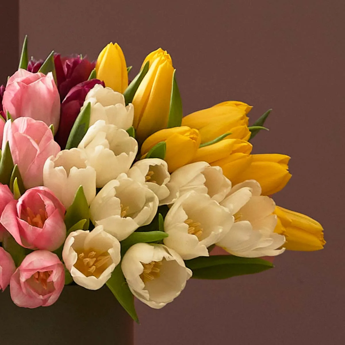 tulip craze detailed tulip craze detailed