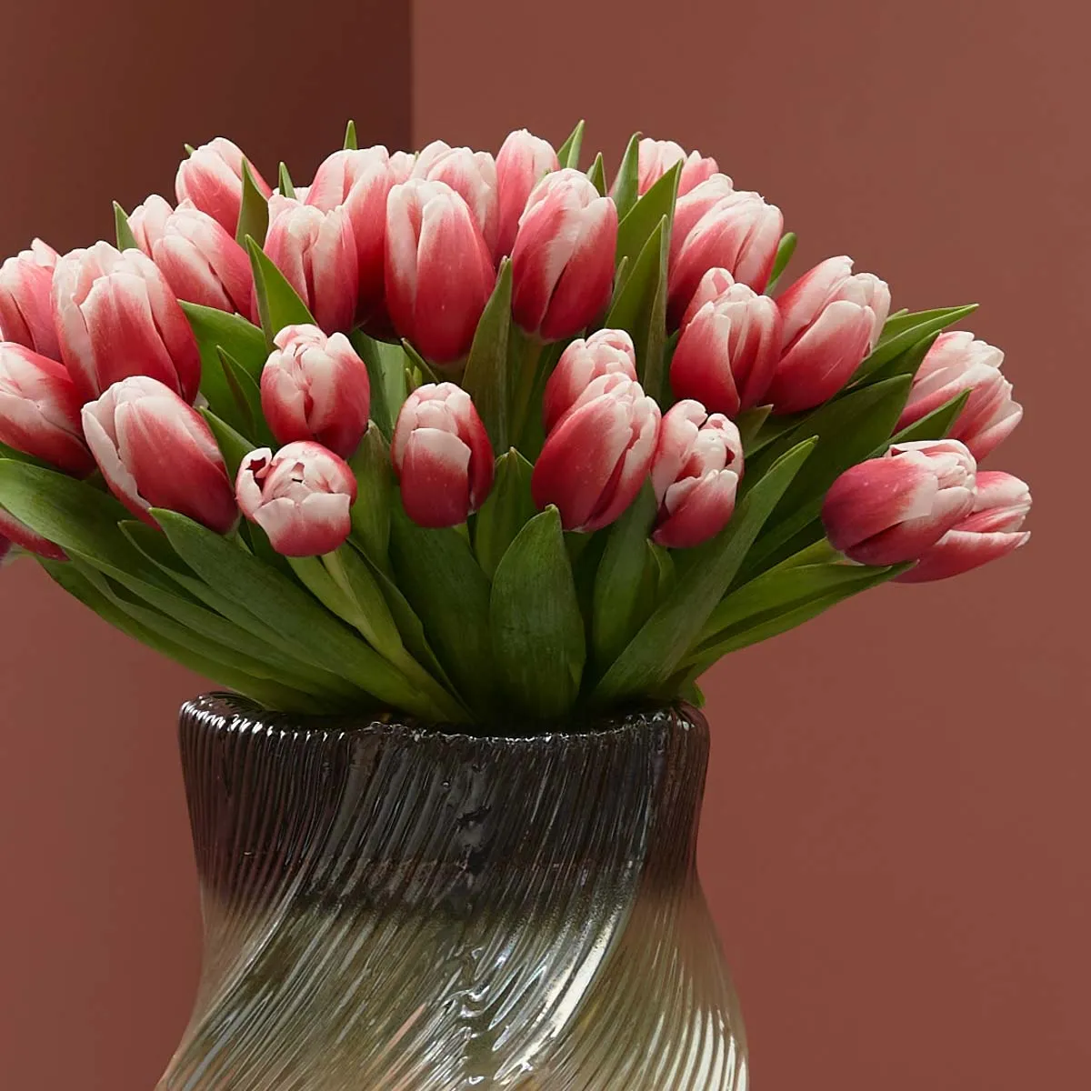 tulip kiss on a vase 2 tulip kiss on a vase 2