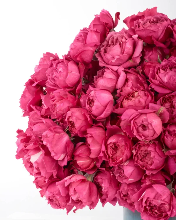your love cerise detailed 1