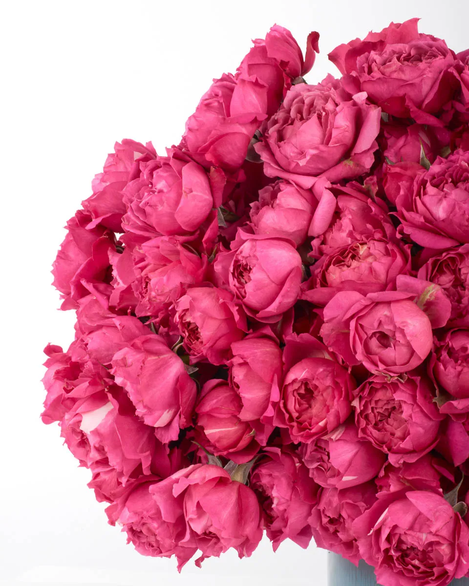 your love cerise detailed 1 your love cerise detailed 1