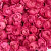 your love cerise detailed 2 your love cerise detailed 2