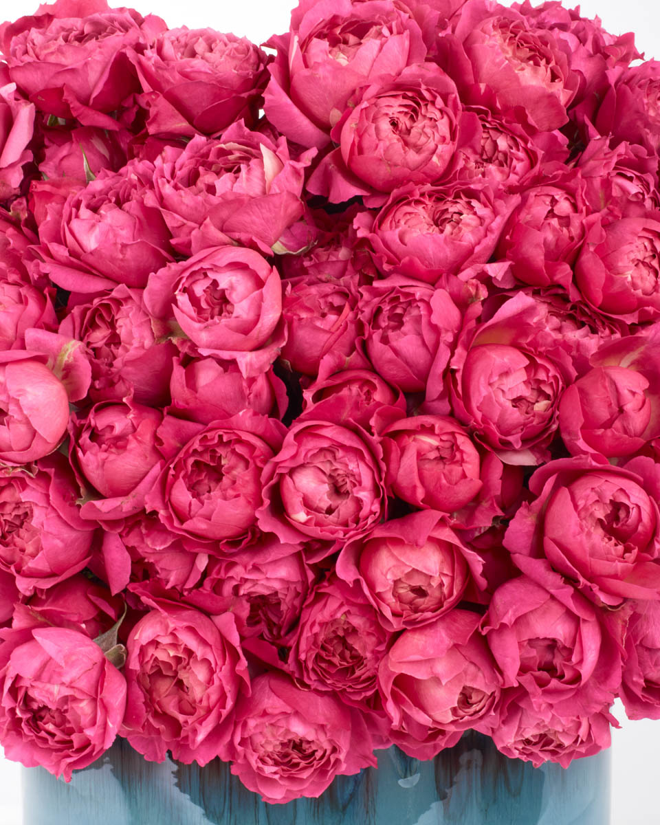 your love cerise detailed 2 your love cerise detailed 2
