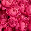 your love cerise detailed 4 your love cerise detailed 4