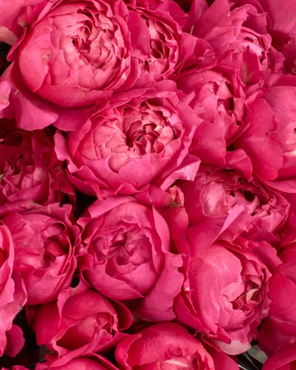 your love cerise detailed 4