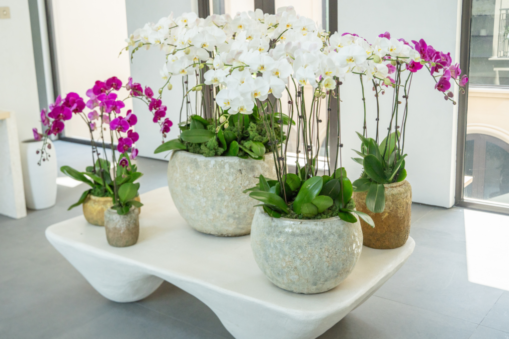 Elevate Your Home with Darcey Flowers