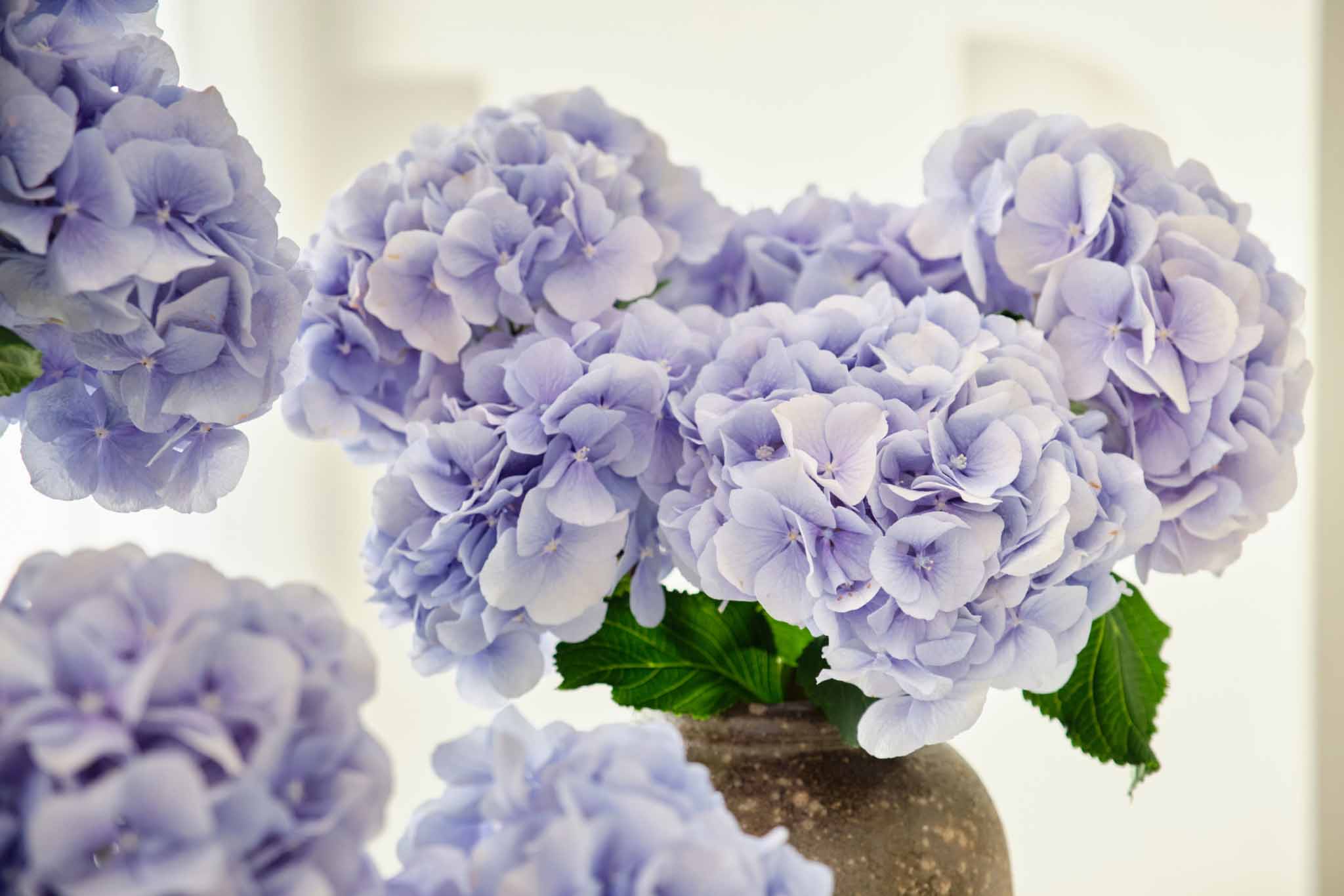Flower Subscriptions Darcey Flowers 2048x1366 1