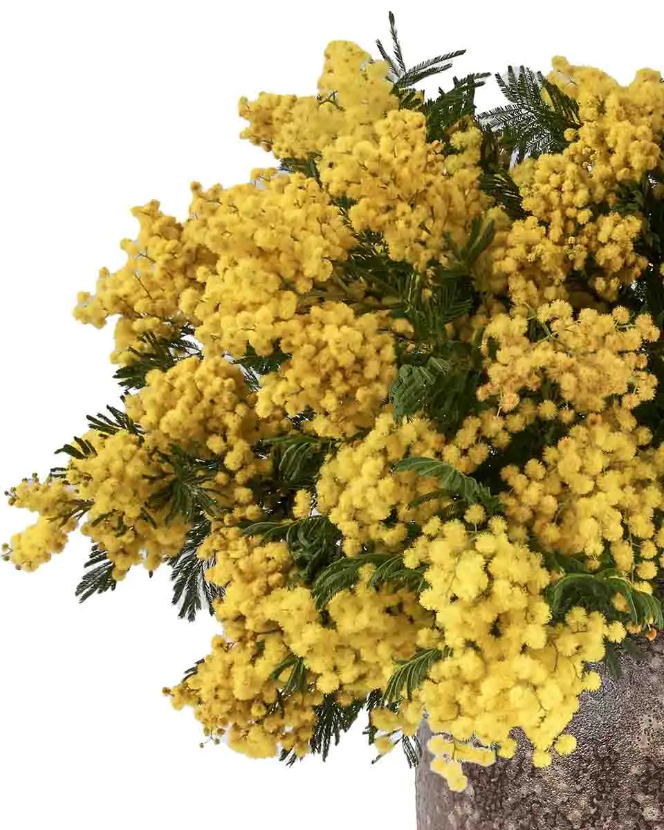 HELLO MIMOSA 4 HELLO MIMOSA 4